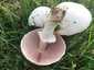 Nagyspórás csiperke (Agaricus crocodilinus), Budai-hegység